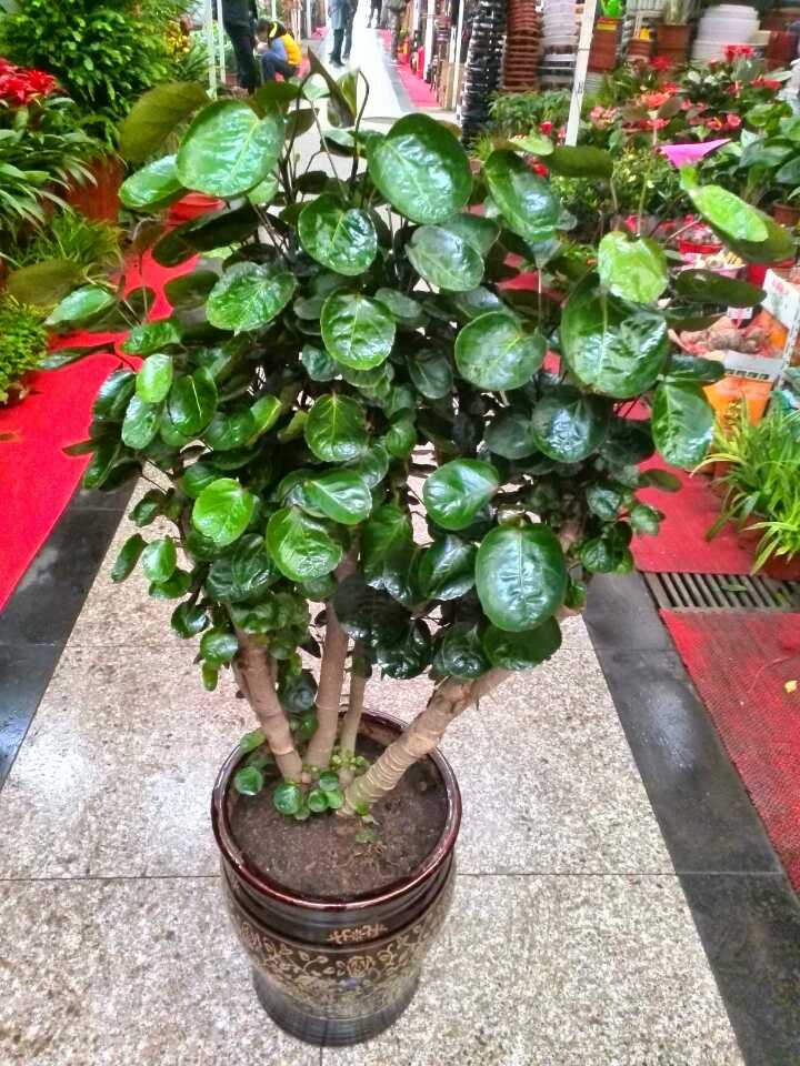 客厅养"树",十家有九富,7种"吉利树",屋里一摆,养人旺家