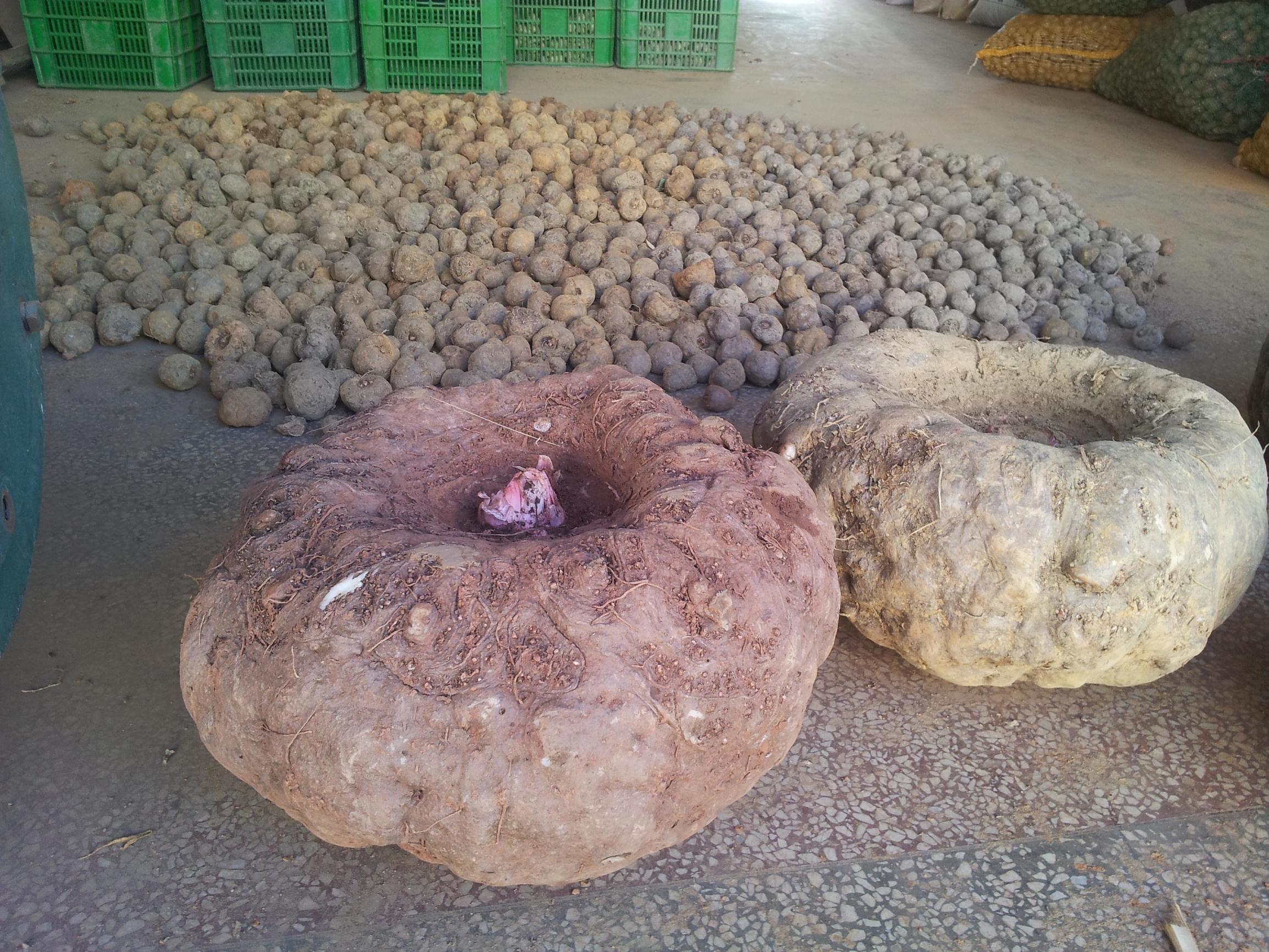 魔芋是什么东西做成的,魔芋是用什么做的 - v渠道