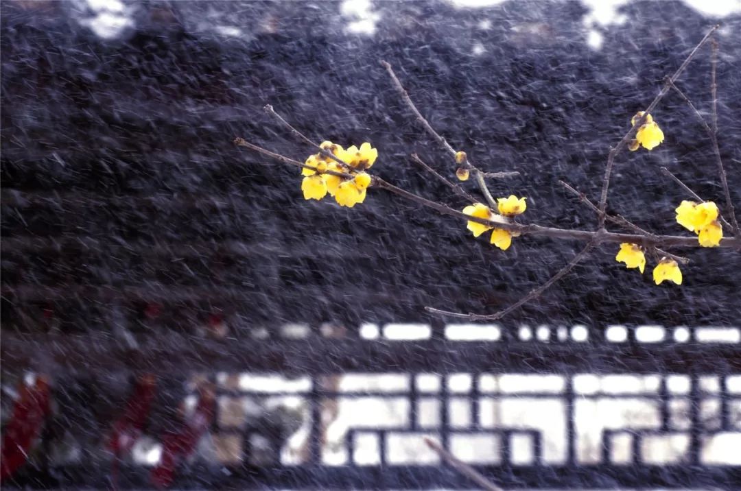 花影飞雪瘦西湖，诗词梦里醉扬州