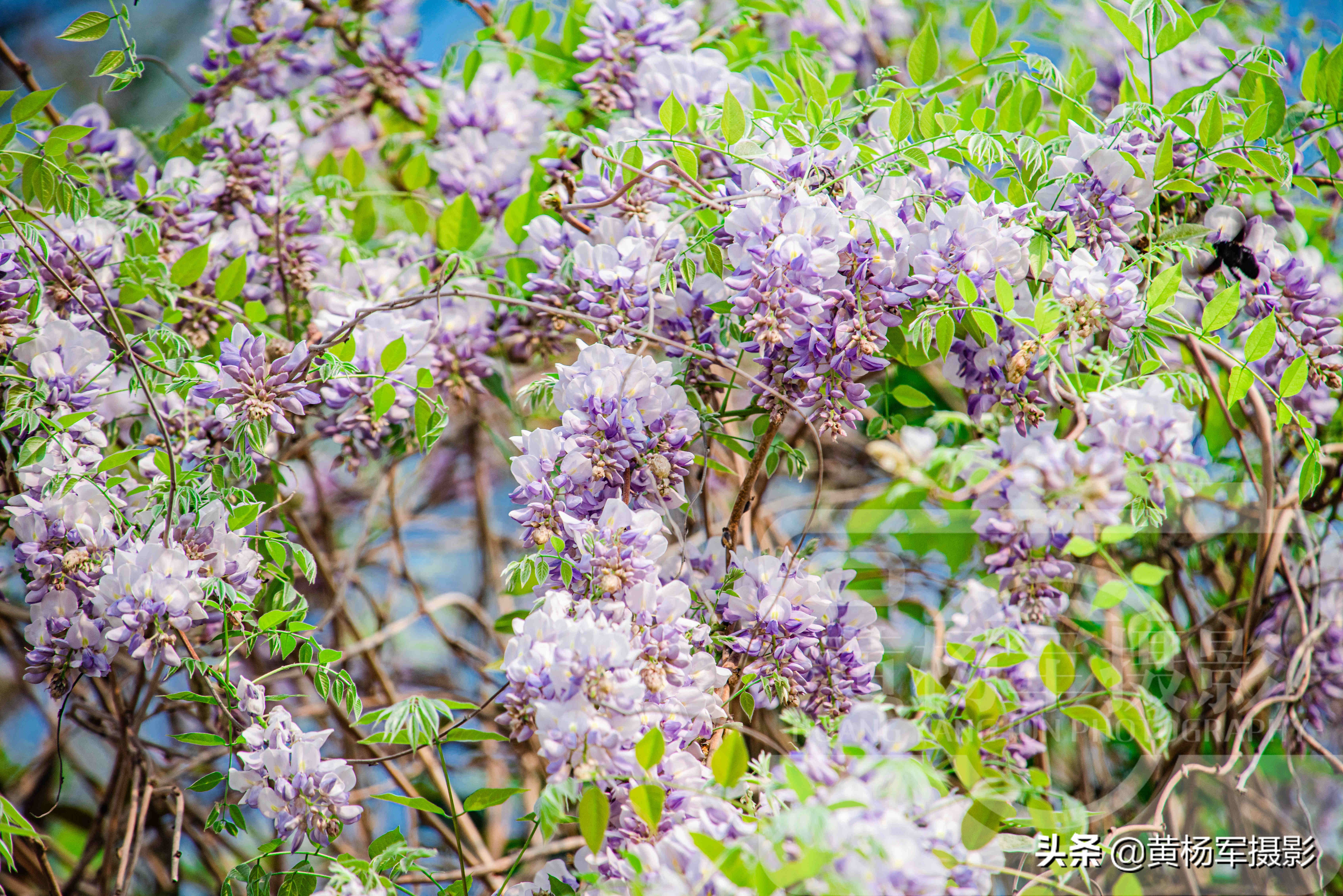 春天里盛开的紫藤花，淡紫色的花朵亮丽芬芳，三月春色煞是好看