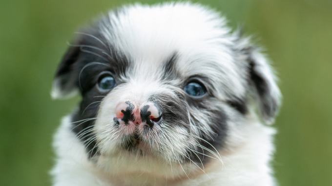 博美柴犬金毛，不同狗狗成长周期差异大，幼犬这样喂就对了