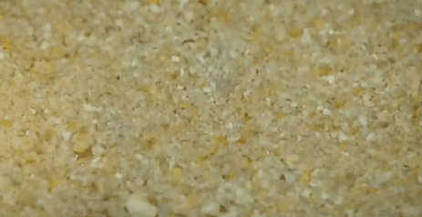 广东湛江，一种海鲜常让游客不敢动筷子，却有“天然味精”的美誉