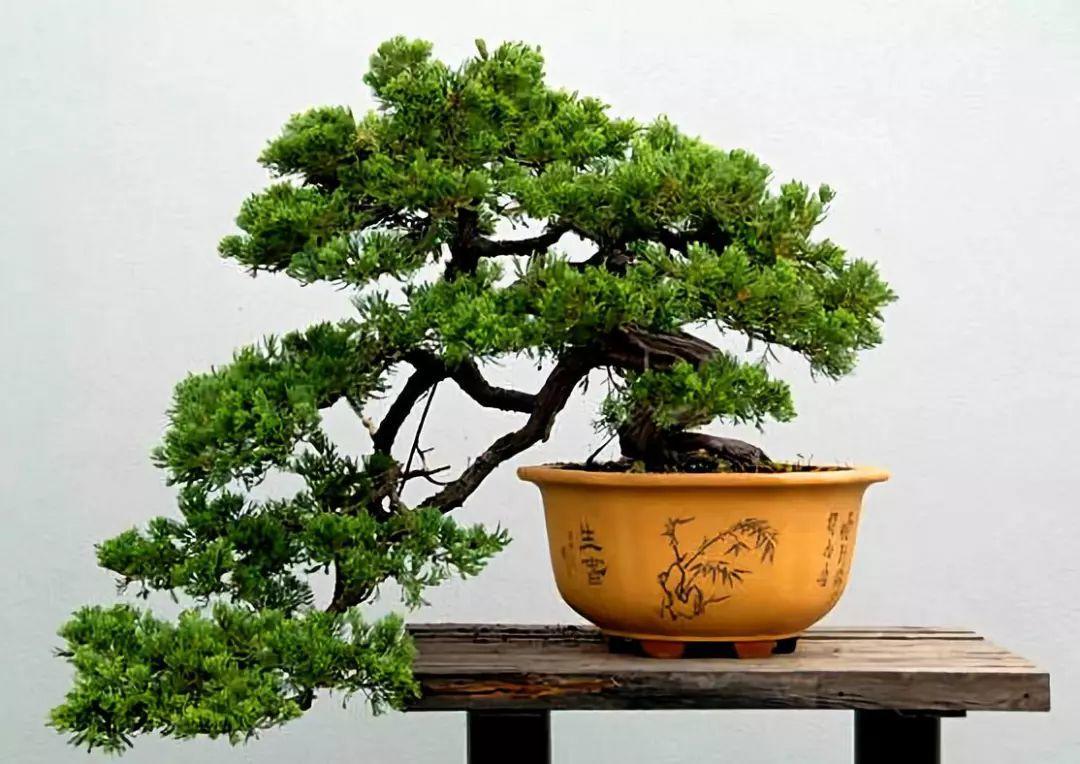 有"千年龟,万年松"一说,且常与鹤联系在一起,即"松鹤延年",是以松树