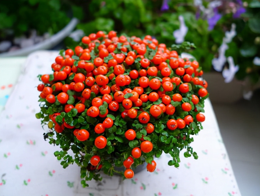 珍珠橙价格多少这2款观果网红盆栽