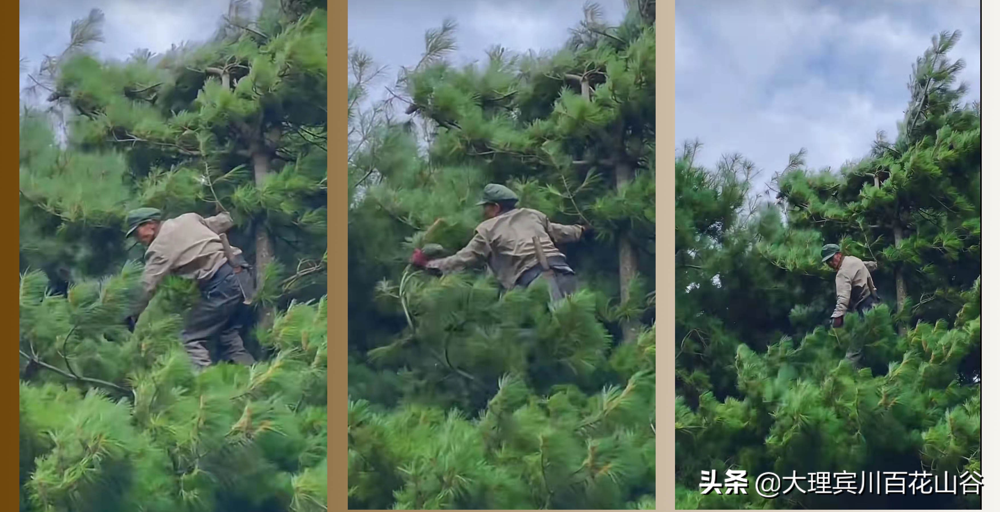 山风袭来，翠微千里，松塔俏立枝头，松仁清香弥漫在空气中