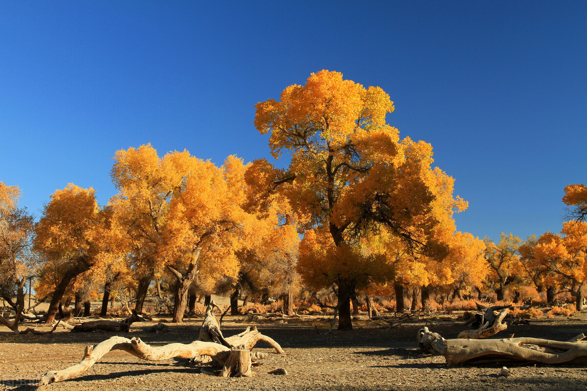 国内最美的秋色都在内蒙古，这个秋天一定要打卡，错过再等一年插图13