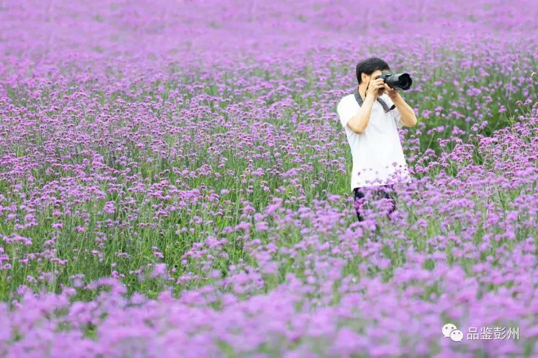 惊艳！蜂鸟闹花枝，彭州这片百亩紫色花海浪漫如仙境