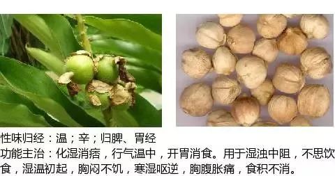 300个中草药图谱（附主治功效），知道一半就太牛了（上）