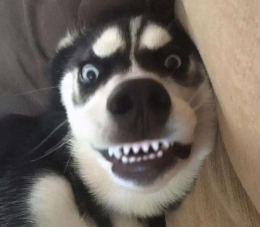 宠物狗一般能活多久（7种常见狗狗的寿命排行榜）