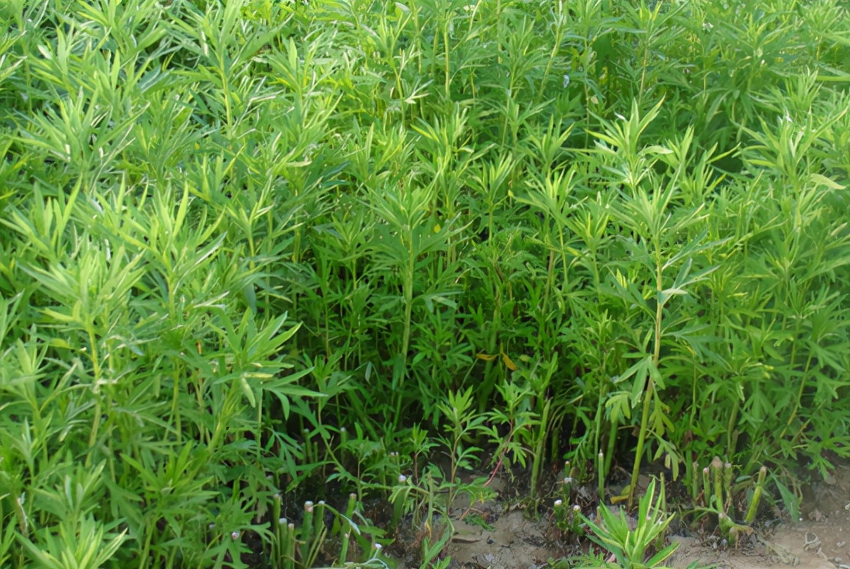 晚景》,诗中写道:"竹外桃花三两枝,春江水暖鸭先知,蒌蒿满地芦芽短,正