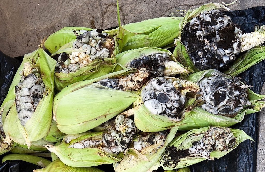 玉米黑粉菌,玉米黑粉菌騙局