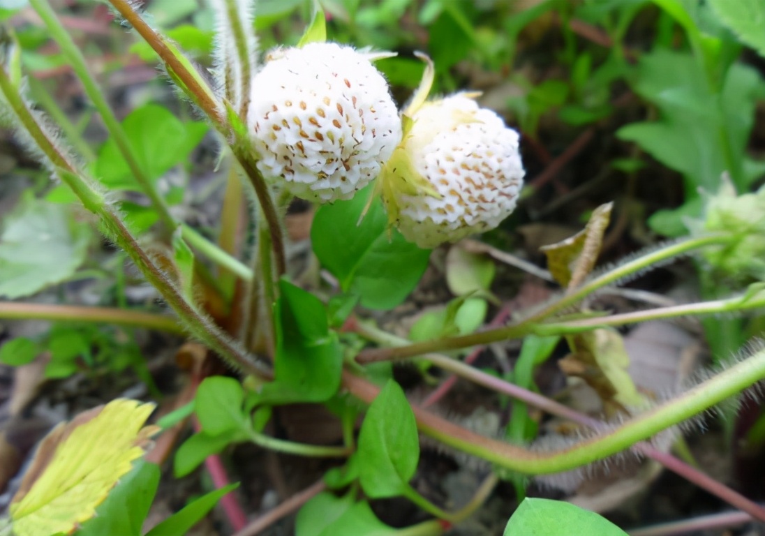 白草莓:因长相而被误解,吃起来一股奶油味,遇到拿盆采摘