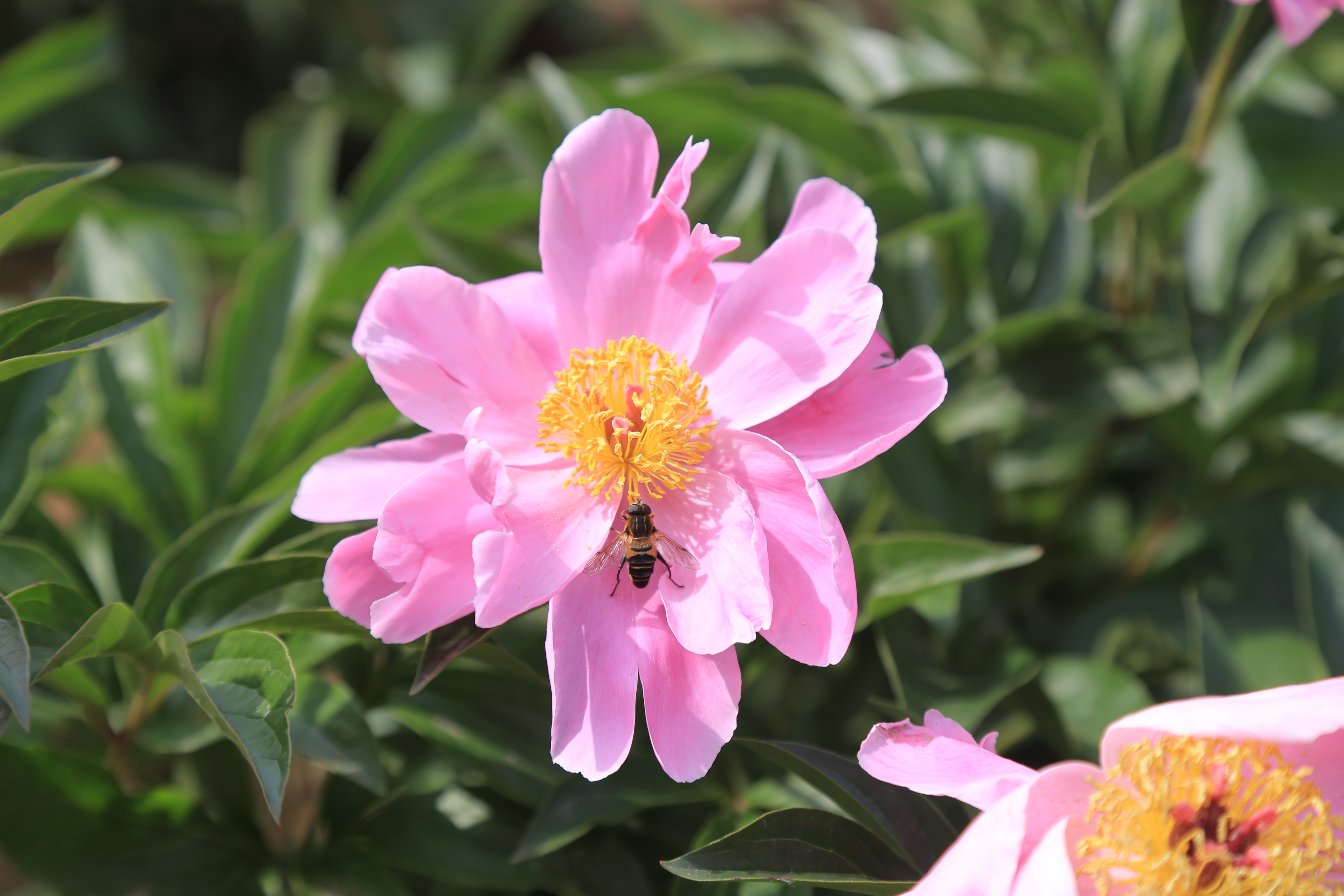 "今日阶前红芍药,几花欲老几花新."芍药别名别离草,属于十大名花之一.