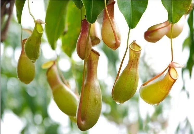 12种生肖花,快看看哪种属于你