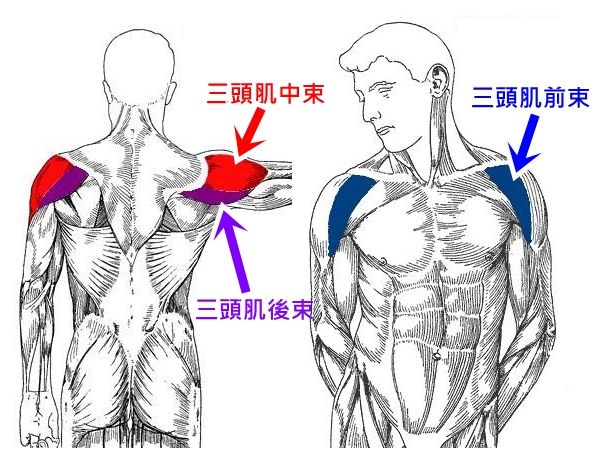 怎麼練寬肩？這就是答案