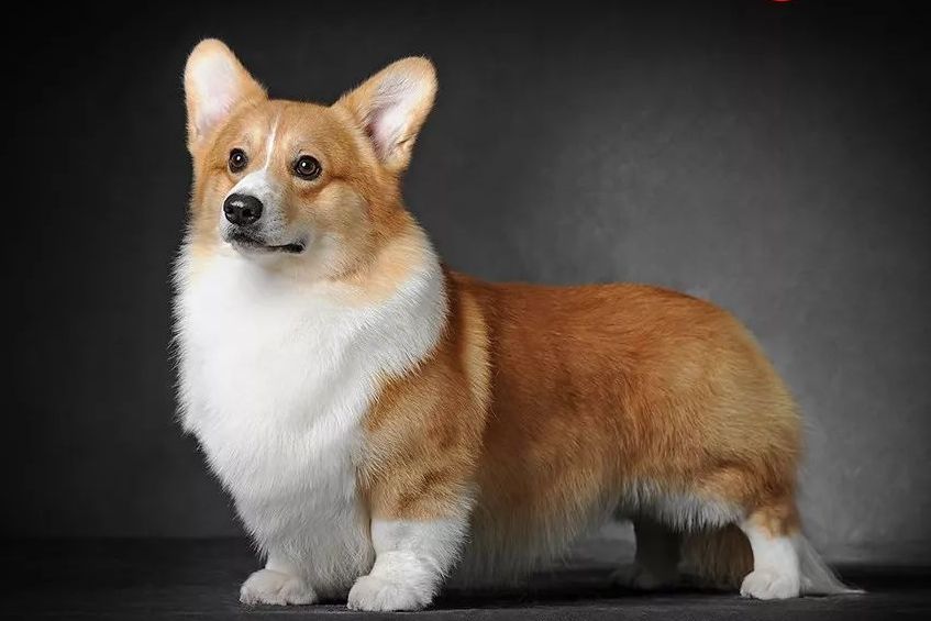 世界犬种智商排名榜前 30 名的聪明狗狗