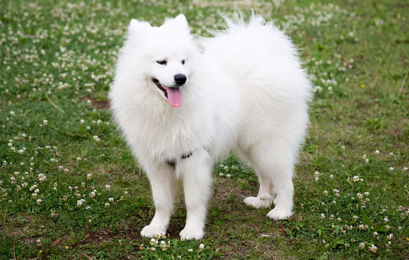 狗界脾气最好、最乖的狗，不吵不叫，有你养的吗？