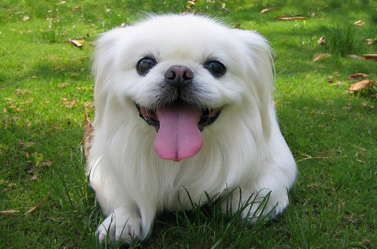 买一只纯种北京犬价格多少钱不重要,和京巴的数量差才要紧