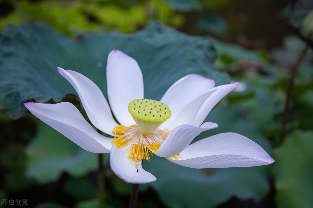 八月：流萤染夏，夏花灿烂，不亏待每一份热情，不讨好任何的冷漠