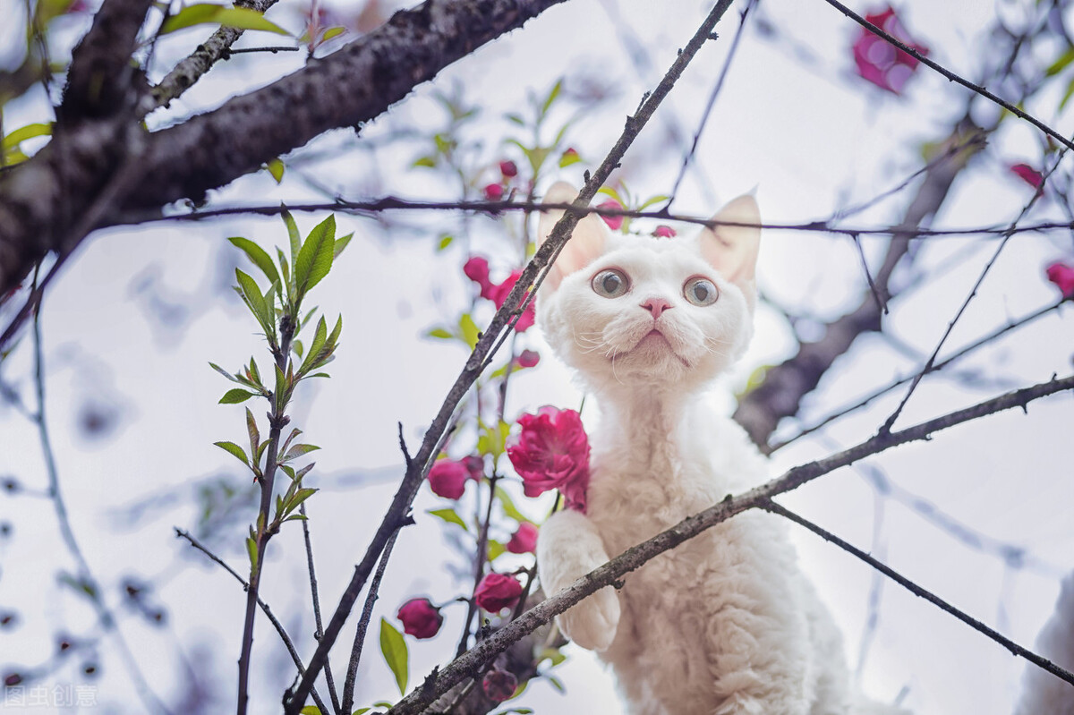 这几种猫，一旦变成流浪猫，可能很快会丧命