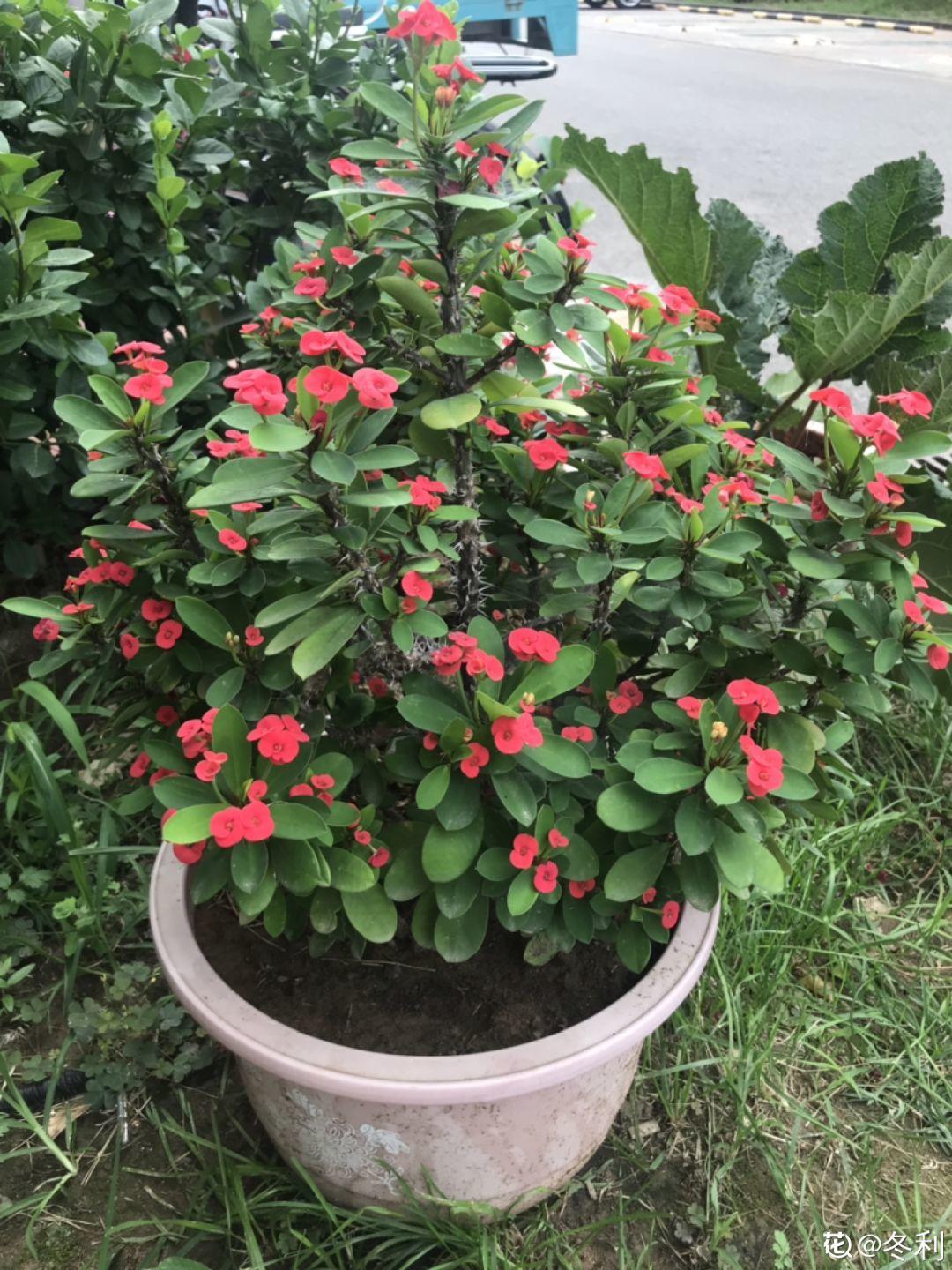 12种生肖花,快看看哪种属于你