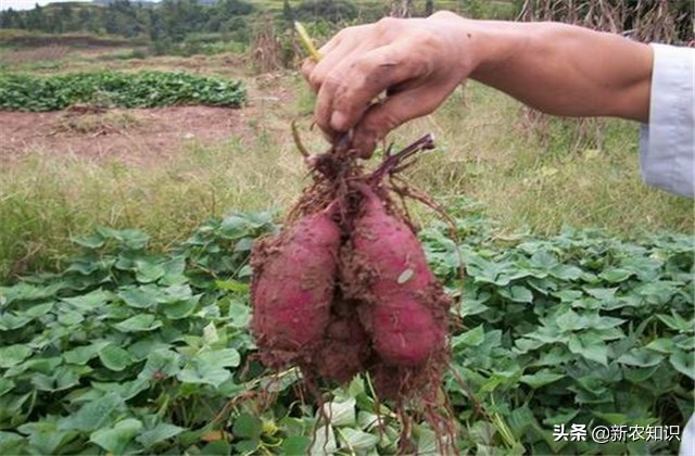 紫薯的营养价值及功效与作用（紫薯越冬高产栽培管理技术，种植的过程，需要注意的事项和方法）