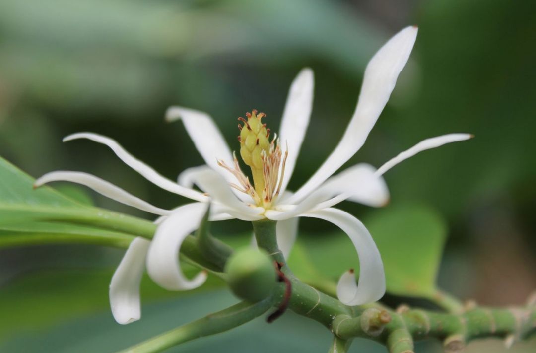 含笑花怎么養,含笑花怎么養護
