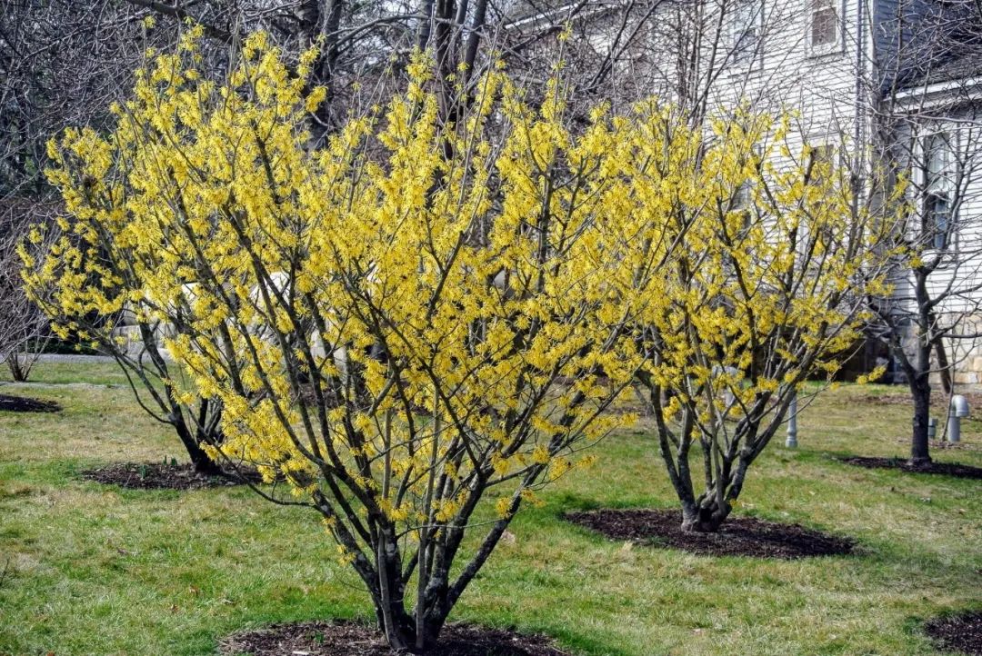 冬天开花的树（7种能在冬季寒冷的户外开花的观赏植物）