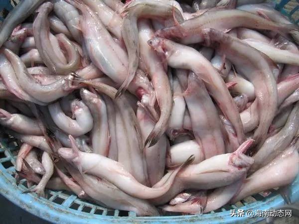 海魚圖片大全,海魚圖片大全及名稱