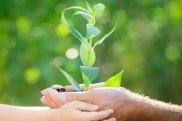 乙蒜素只能用来打青苔吗?实际上这个杀菌剂用途广!