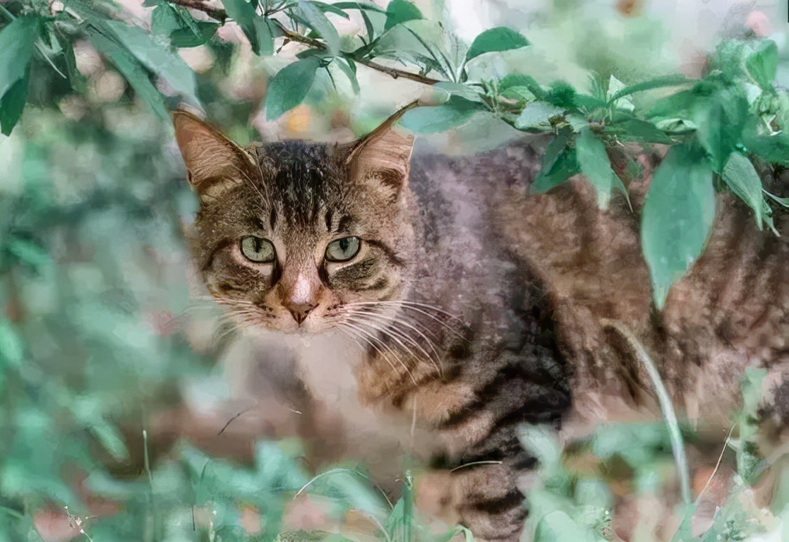 被CFA认证除名的中国狸花猫，到底有多优秀