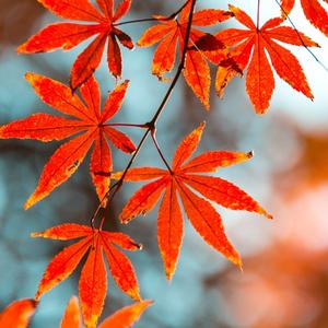 借助ARP代理实现同网段，不同广播域通信