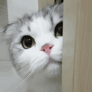 宠物营养指南：优质猫粮品牌推荐与蛋白粉选购攻略