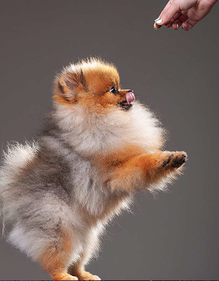 世界犬种智商排名榜前 30 名的聪明狗狗