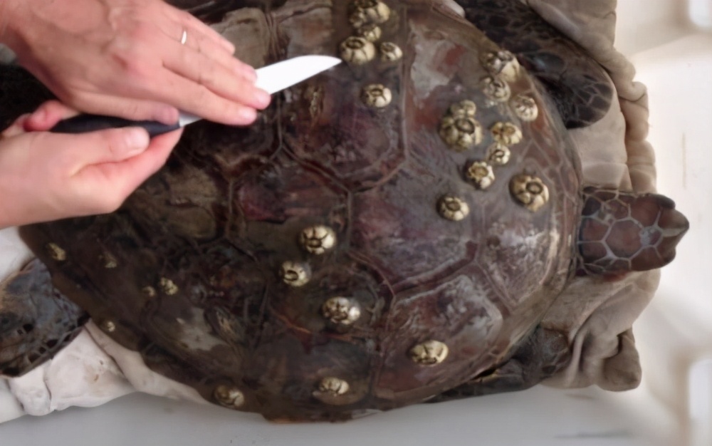 来自地狱的美食藤壶,到底有多可怕?看鲸鱼被折磨的样子就懂了