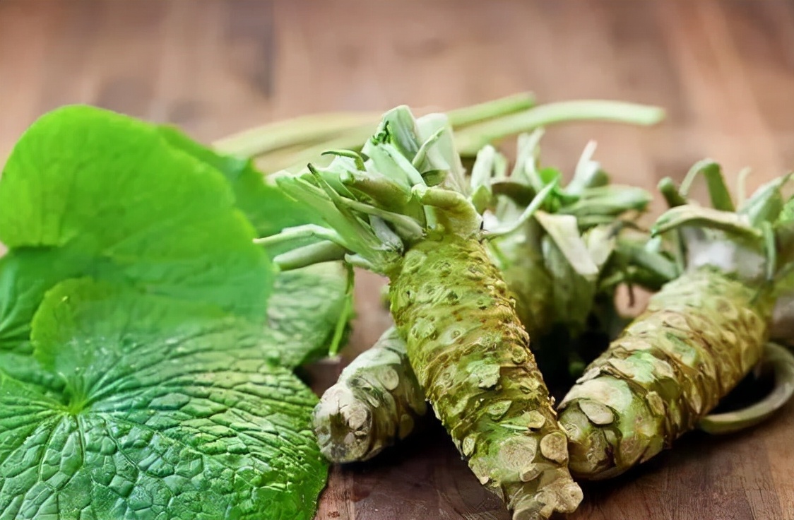 山萮菜的没落之路