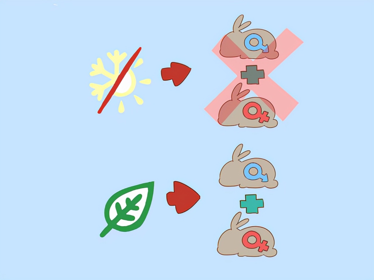 如何知道你的兔子是否怀孕了？