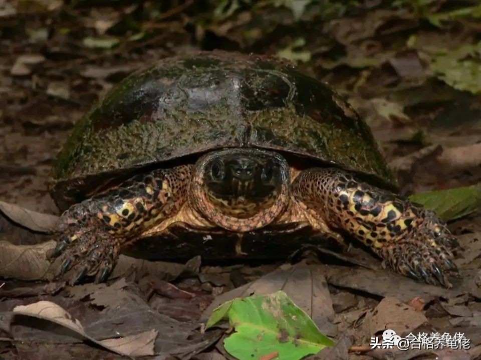 什么龟好养又好看？