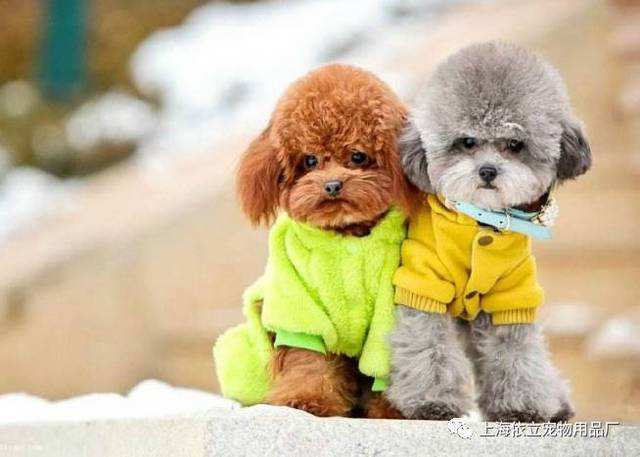 犬百科全書 上圖 中中小型犬有哪些品種 有哪些人格特質 常見的小型犬常見的中型犬 天天看點