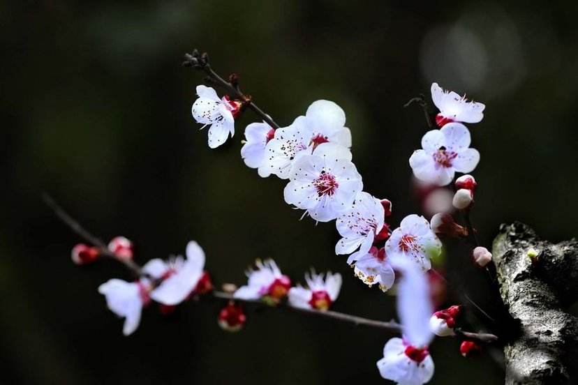 十三杏花古詩,領略杏花之美.