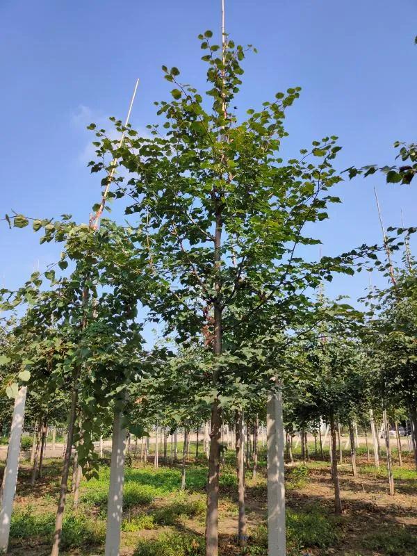 椴树图片(种椴树,找抬头|国家二级珍稀野生植物--紫椴)