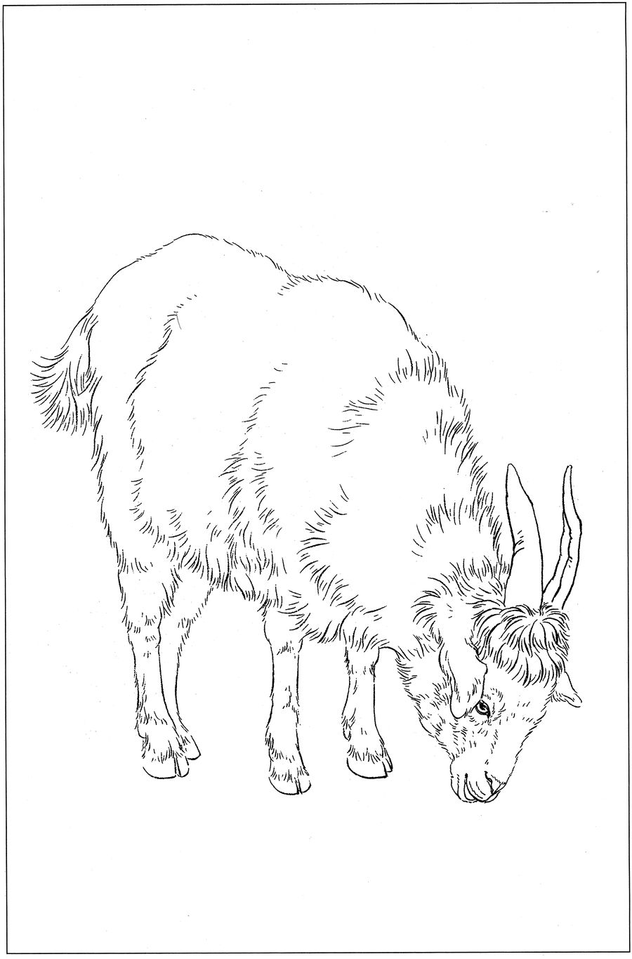 羊高清白描线稿图片下载18幅