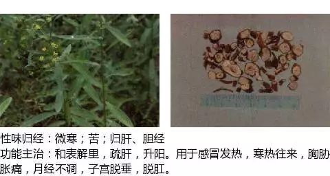 300个中草药图谱（附主治功效），知道一半就太牛了（上）