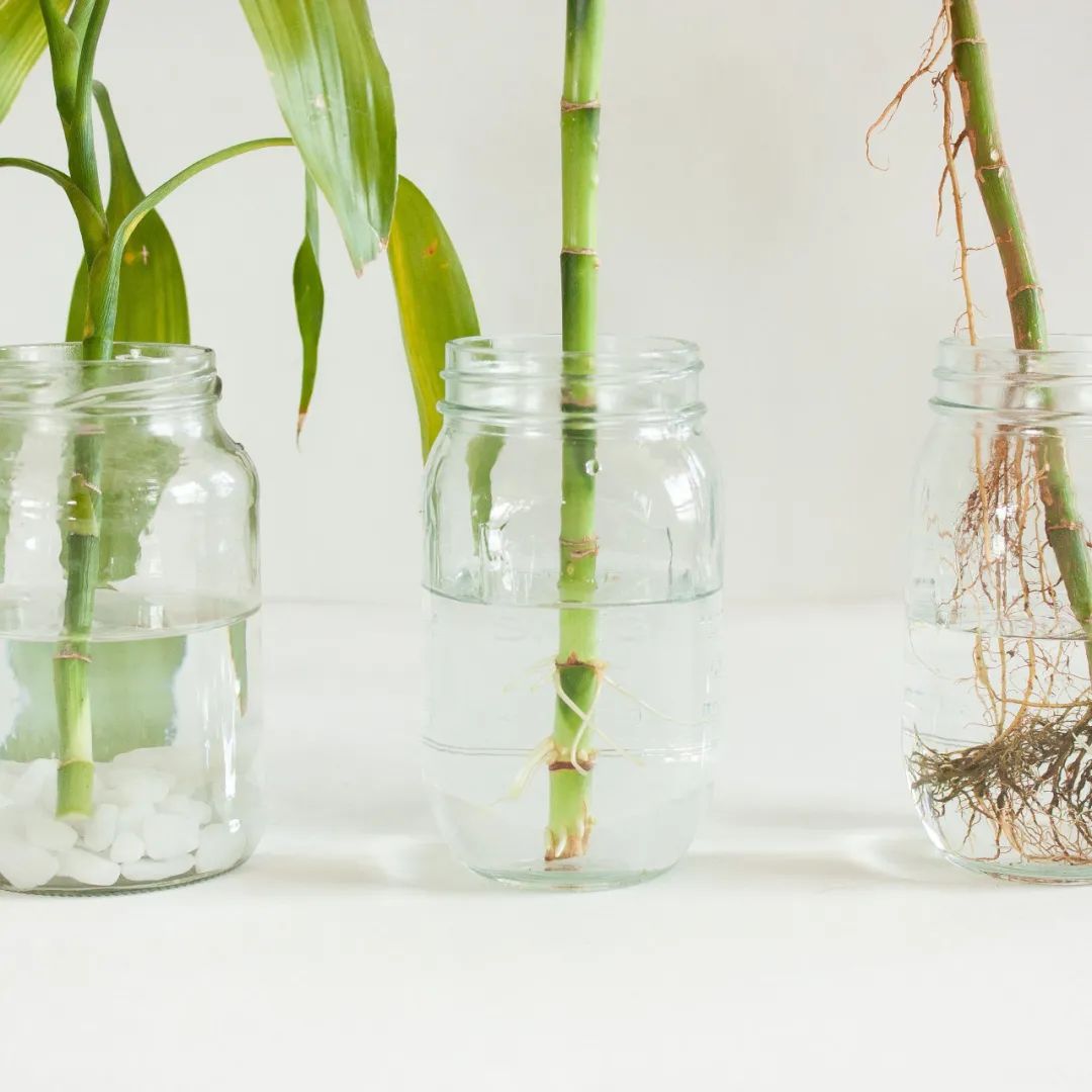 适合养在办公桌上的5种盆栽小绿植，不用频繁打理