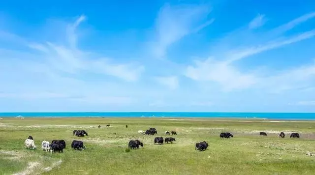 有一种多情，叫做青海湖