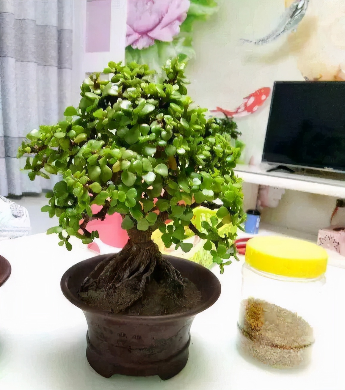 8,金枝玉叶