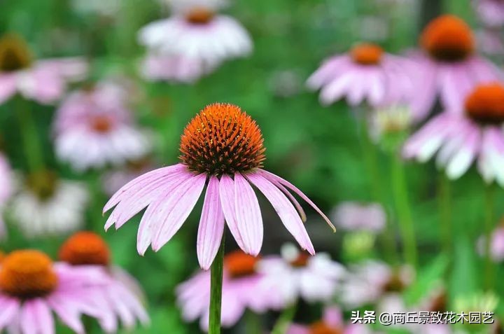 26种园林常用宿根花卉 你认识几种 高清植物图解 安夏美发