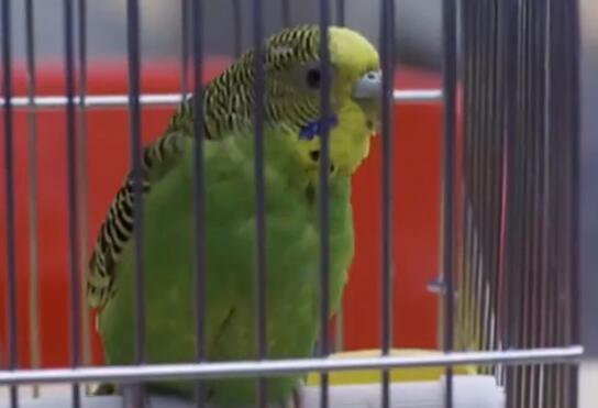 《学校风云》：林正英演警察，袁洁莹演女学生，张耀扬继续当坏蛋