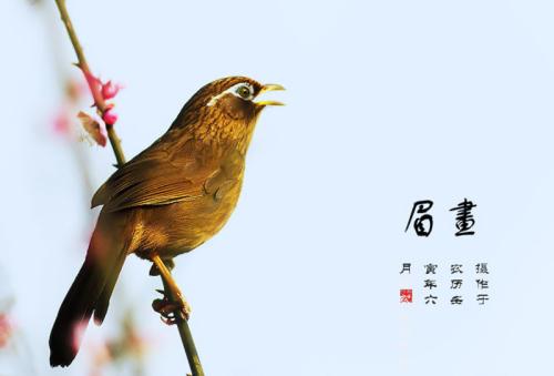 中国鸟文化｜为何黄鹂不能成为主流观赏鸟？百灵是如何兴起的