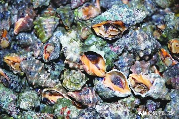 海魚圖片大全,海魚圖片大全及名稱